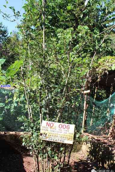 探究曼松贡茶古树数量：种植情况与现存数量全揭秘