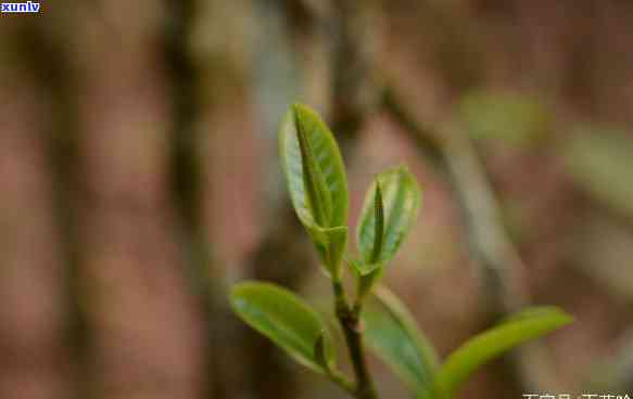 一片茶心曼松古树茶-一片茶心是什么茶