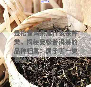 曼松茶属于什么茶，揭秘曼松茶：了解这种独特的茶叶品种