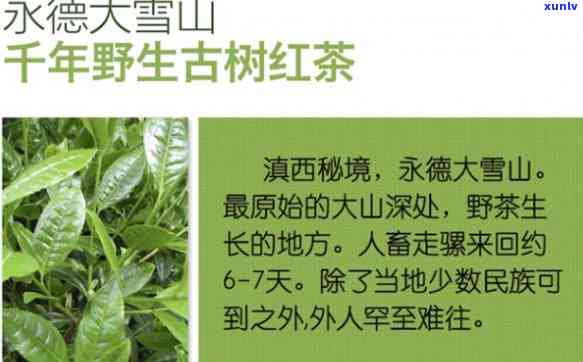 永德大雪山野生茶：普洱还是红茶？揭秘其面积