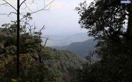 勐库大雪山茶叶，探秘云南勐库大雪山，品味顶级茶叶的独特魅力