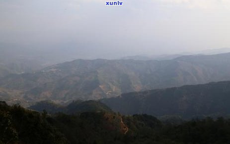 勐库大雪山茶叶，探秘云南勐库大雪山，品味顶级茶叶的独特魅力