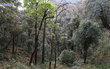 勐库氏大雪山野生茶2005，探索云南勐库大雪山：野生茶2005的发现与品尝