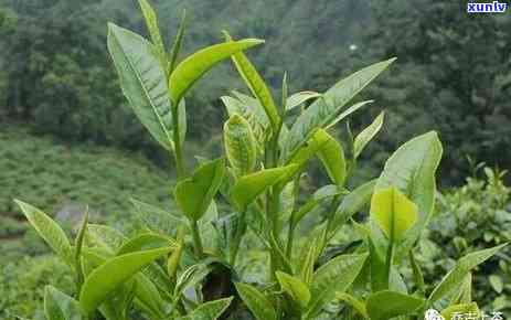 勐库大雪山茶怎么喝才好喝，揭秘勐库大雪山茶的正确冲泡 *** ，让你轻松品尝到醇厚美味！