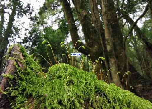 2700年大雪山古茶树：探索千年野生古茶树的历与文化价值