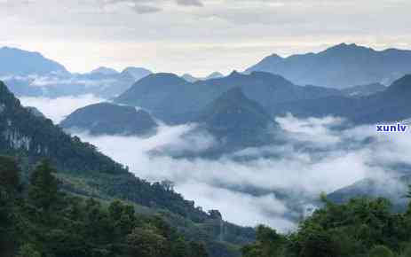 探寻云南勐库大雪山古茶树群：历、地理与文化解析