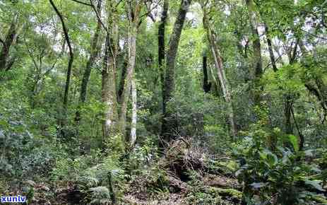 探寻云南勐库大雪山古茶树群：历、地理与文化解析