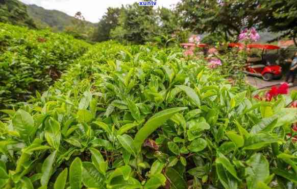 邦东大雪山茶特点，探秘云南特色——邦东大雪山茶的独特魅力