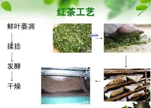 红茶最重要的工艺是-红茶最重要的工艺是什么