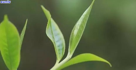 临沧白莺山古树茶，《探寻云南临沧白莺山古树茶的神秘魅力》