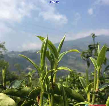 临沧白莺山大雪山茶-临沧茶区白莺山茶