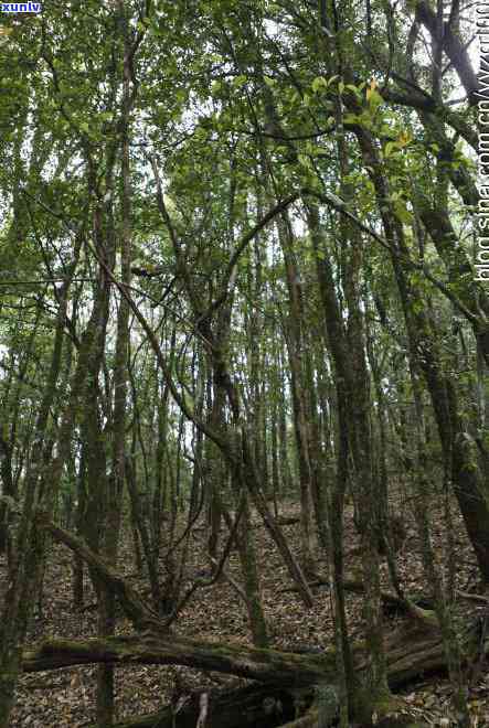 全面解析：勐库大雪山茶的口感究竟如何？好喝吗？