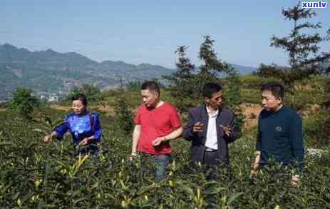 勐库大雪山茶厂怎么样，揭秘勐库大雪山茶厂：品质、口碑与实力如何？