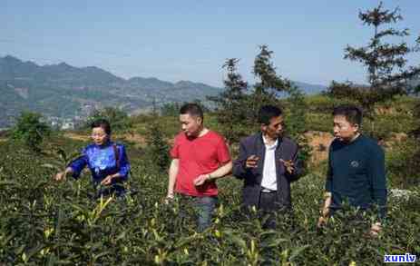 勐库大雪山茶厂怎么样，揭秘勐库大雪山茶厂：品质、口碑与实力如何？