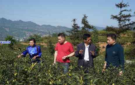 勐库大雪山茶厂怎么样，揭秘勐库大雪山茶厂：品质、口碑与实力如何？