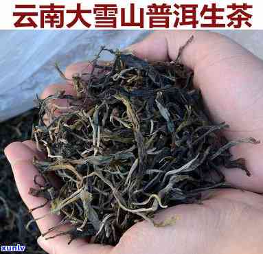 云南临沧大雪山普洱茶：口感与历的交织