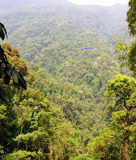 勐库大雪山普洱茶价格，探寻勐库大雪山的神秘面纱：普洱茶的价格解析