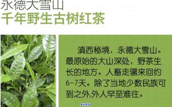 大雪山茶树起源中心-大雪山茶树起源中心是哪里