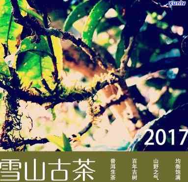 2017年大雪山古树茶价格，2017年大雪山古树茶市场价格分析报告