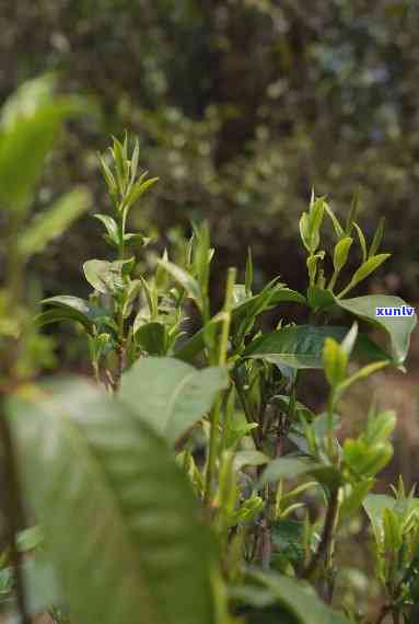 云南省永德县大雪山茶，《探访云南永德县大雪山：揭秘优质茶叶的生长环境》