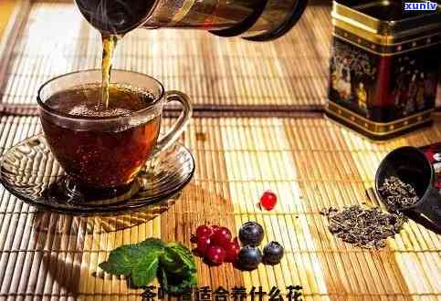 红茶茶渣可以养花吗-红茶茶渣可以养花吗视频