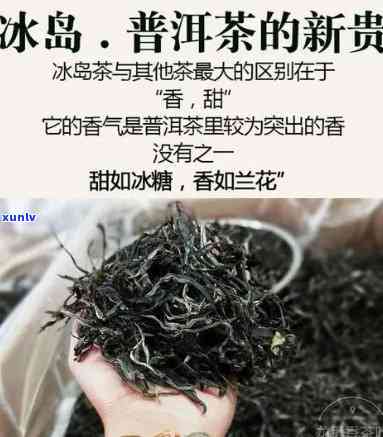 冰中岛哪款茶值得推荐？为你精选几款好茶！