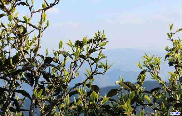 金弹子普洱小沱茶：品味茶香岁月的精华