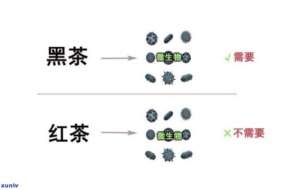 红茶会长黄曲霉吗，红茶是否会生长黄曲霉？探究茶叶保存与食品安全问题