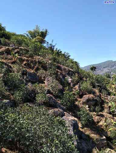 昔归位于云南省临沧市临翔区邦东乡昔归村忙麓正山，《探寻云南茶马古道上的瑰宝——临沧市昔归忙麓正山》