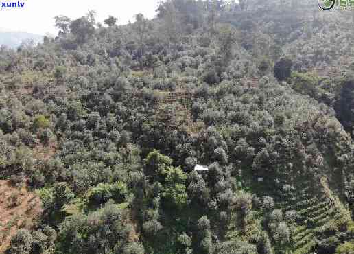 昔归位于云南省临沧市临翔区邦东乡昔归村忙麓正山，《探寻云南茶马古道上的瑰宝——临沧市昔归忙麓正山》