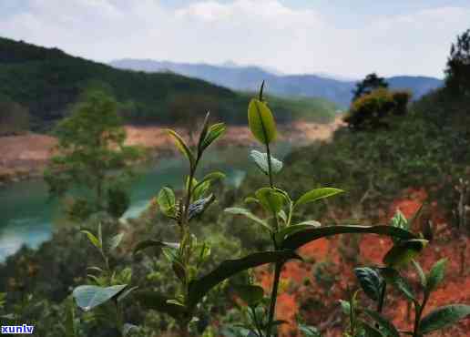 昔归位于云南省临沧市临翔区邦东乡昔归村忙麓正山：临沧昔归小镇目规划投资详情