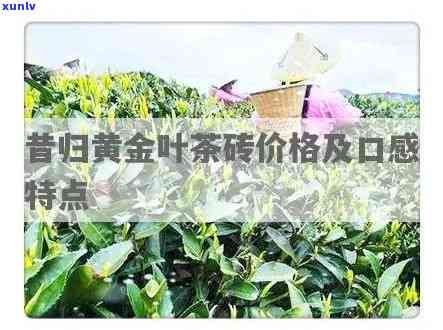 昔归黄金叶茶价格及功效全解析，一文带你看懂茶叶价值与好处