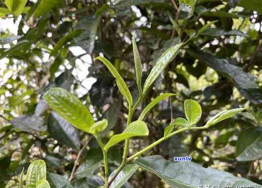 云南昔归普洱茶多少钱一斤，探寻云南昔归普洱茶的价格：一斤需要多少银两？