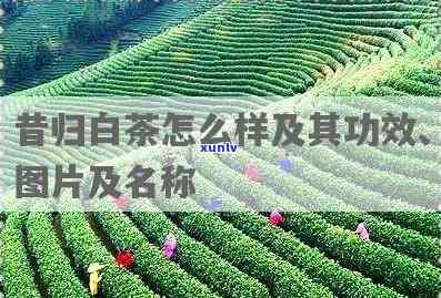 倚邦山普洱茶：口感细腻，香气浓，回味悠长的独特魅力