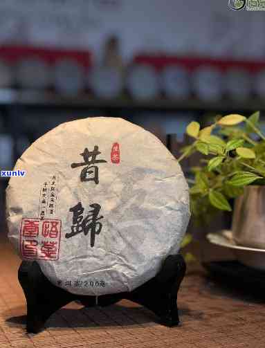 昔归园：体验纯正昔归紧压茶与茶文化生活