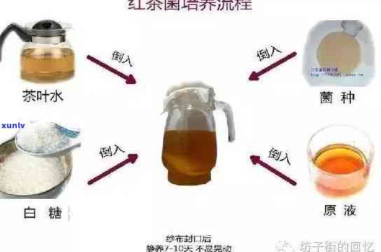 红茶菌为何下沉？探究其原因与影响因素