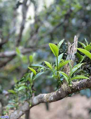 昔归古树茶：探寻其树龄及历