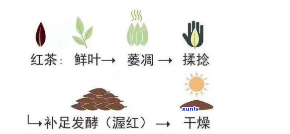 红茶初制工艺流程图详解：从叶到成品全过程解析