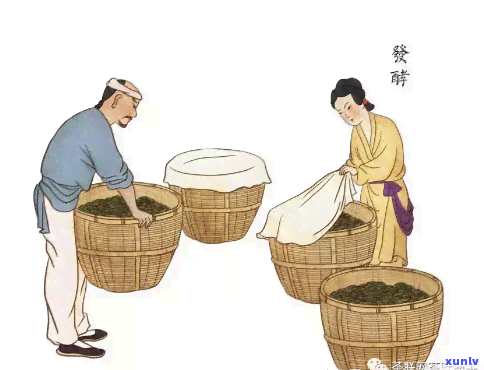 红茶初制工艺过程，探秘红茶初制工艺过程：从采摘到烘焙的全过程解析