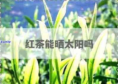 红茶可以用太阳晒吗？解析原因及冬适用性