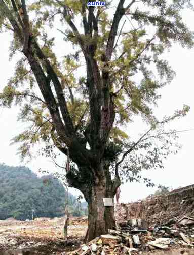 冰岛古树茶地理位置详解：在哪座山头？