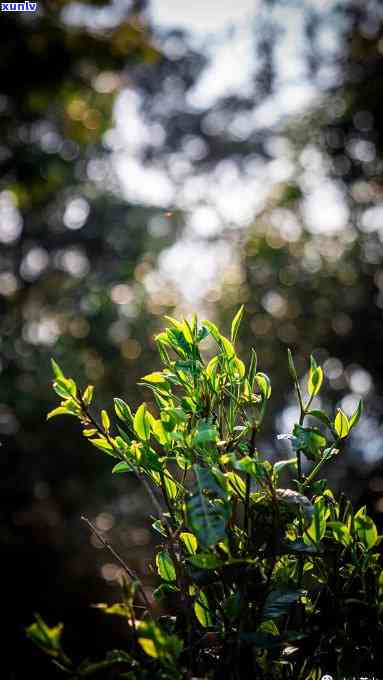 糯米香小沱茶的口感-糯米香小沱茶的功效