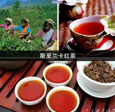 斯里兰卡红茶好不好，探究斯里兰卡红茶的品质：好还是不好？