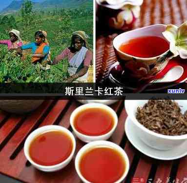 斯里兰卡的红茶好吗-斯里兰卡的红茶好吗?