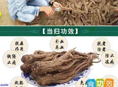 云南绿毛峰茶怎么样？特点与口感解析