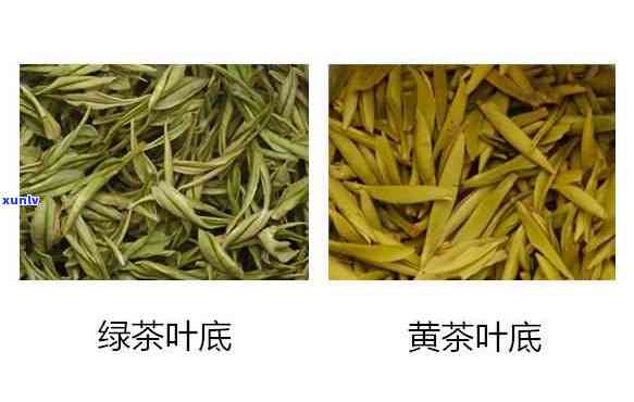 黄金叶茶：它是绿茶吗？绿茶、红茶还是两者皆有？