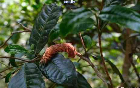 鸿庆号易武正山古茶：价格与评测