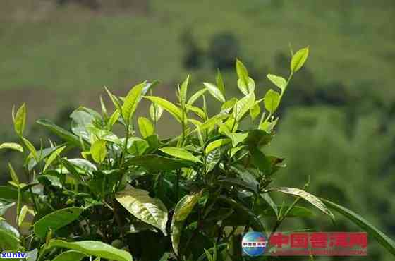 新陈年普洱茶与小青柑的组合价值分析，最新价格趋势解读