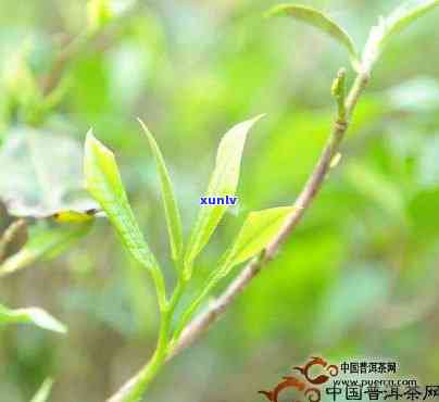 昔归的小树新茶涩吗-昔归小树价格