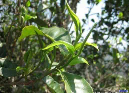 探究昔归古树茶香气的特点及口感